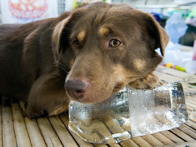 Image of Heat Stress Relief for Pets